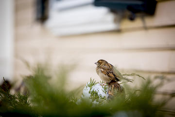 Bird on a tree branch