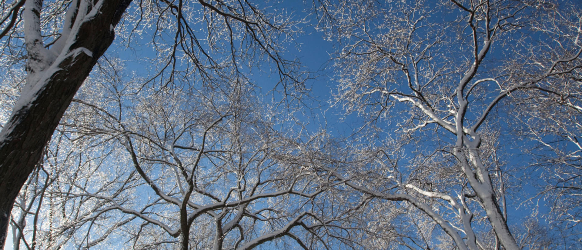 Snowy day